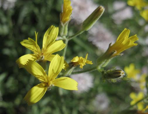 High Sierra Flower, Yellow, Bolander's dandelion?